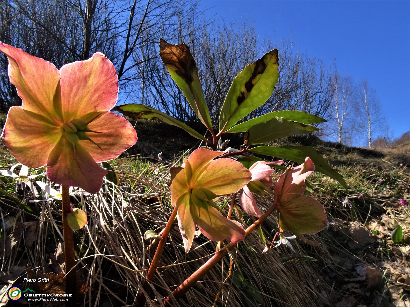 58 Helleborus niger (Elleboro) in fruttescenza.JPG